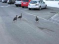 /album/a20111/ii-42-img-7661-isl-110811-akureyri-jpg/